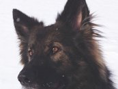 Ki-Shani
